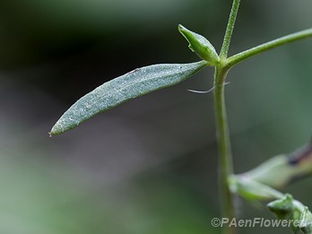 Upper leaf
